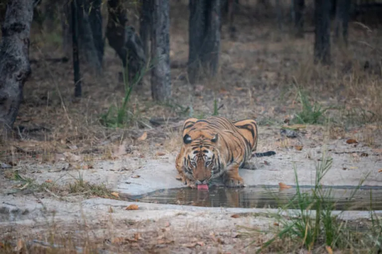 Satpura National Park, Madhya Pradesh