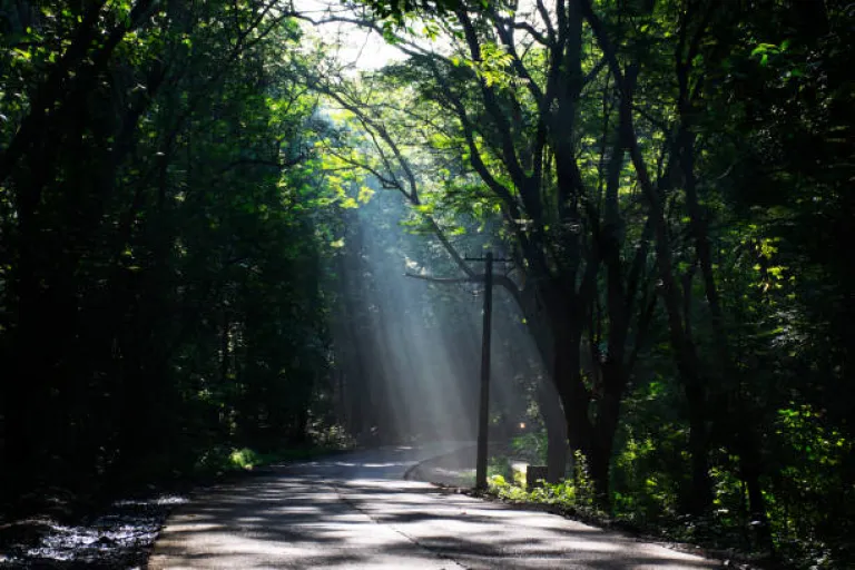 Sanjay Gandhi National Park, Borivali, Mumbai 