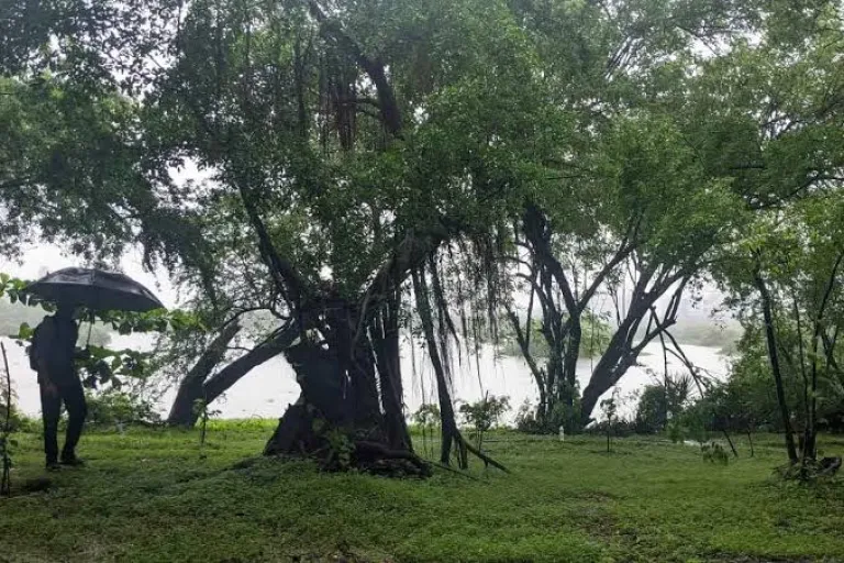 Maharashtra Nature Park, Dharavi