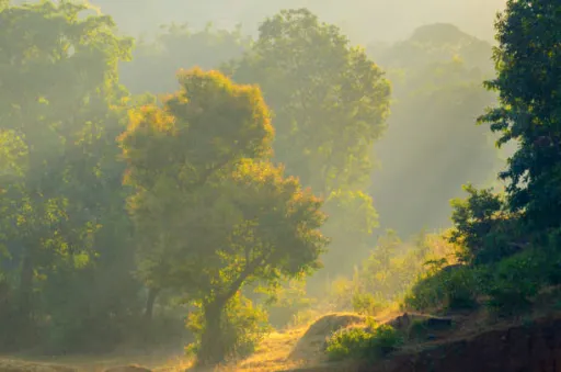 image for article 5 Best Places to Drive to From Mumbai During the Rains