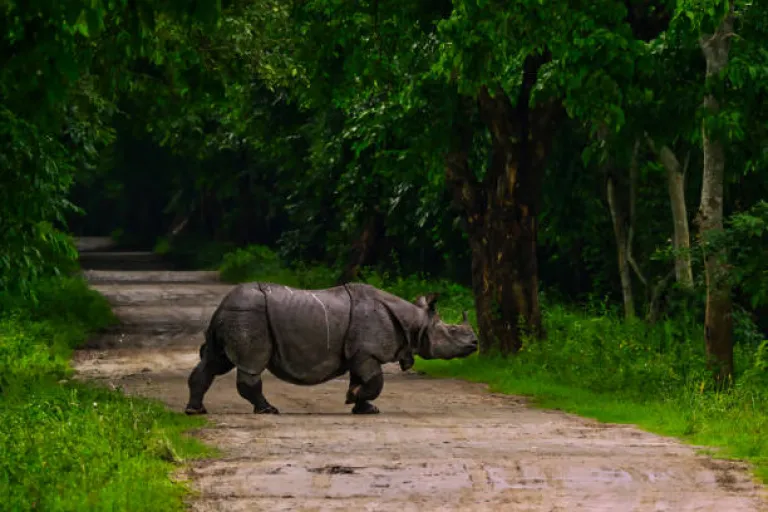 Kaziranga National Park