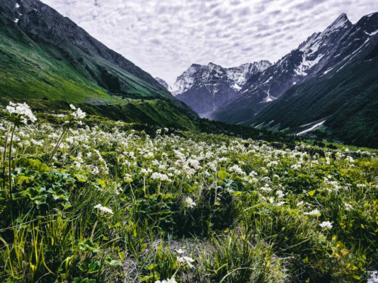 Valley of Flowers