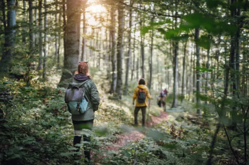 image for article Hidden Nature Trails in Singapore That Tourists Miss