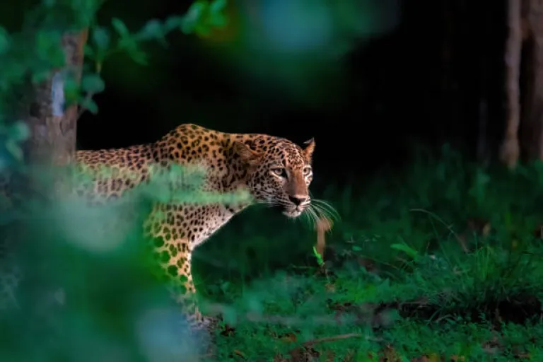 Wildlife Adventures on a Budget