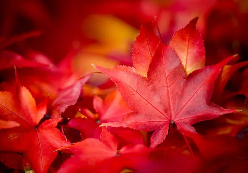 image for article 10 Perfect Autumn Getaways for Long Weekends in India