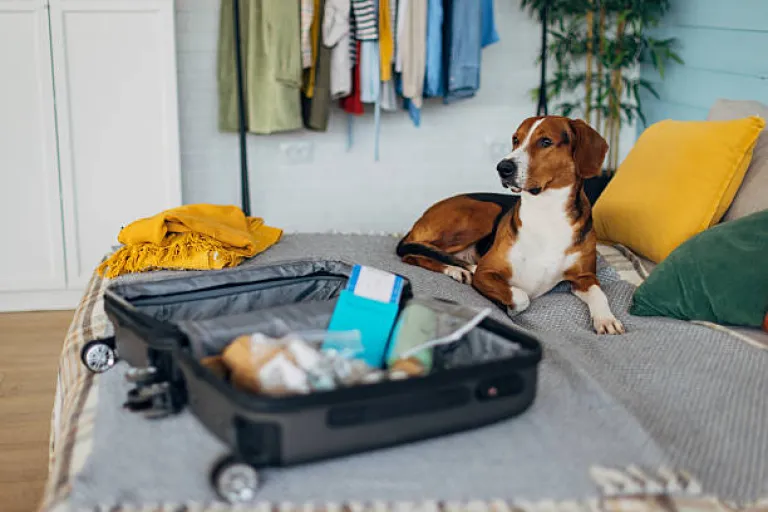 Travelling with pets 