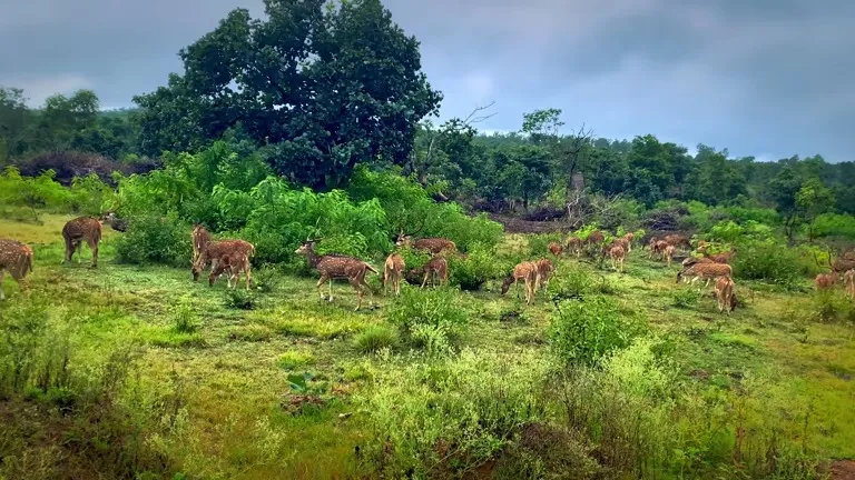 Phansad Wildlife Sanctuary, Murud