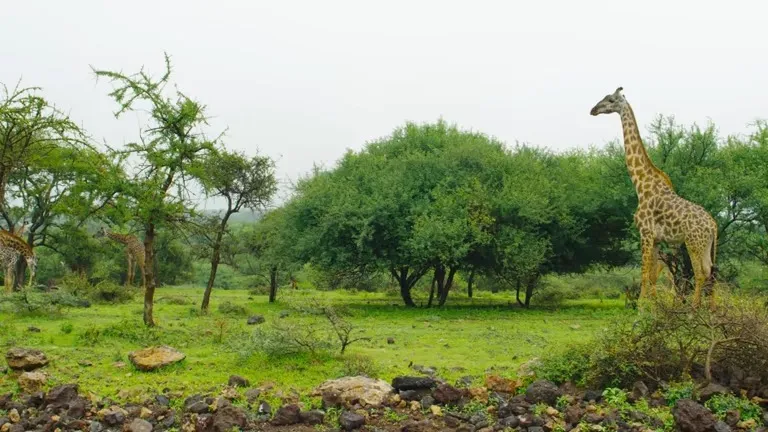 Koyna Wildlife Sanctuary, Satara District