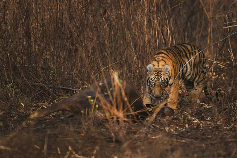 Tadoba-Andhari Tiger Reserve, Chandrapur