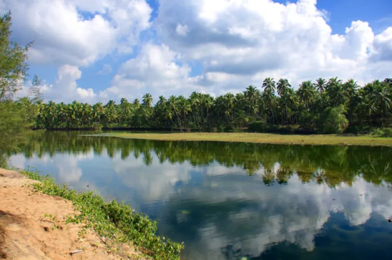 Mangrove Forests near Varkala