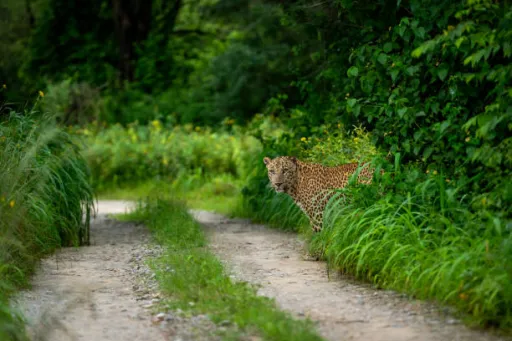image for article 9 Wildlife Safaris Near Bengaluru Perfect for October Holidays