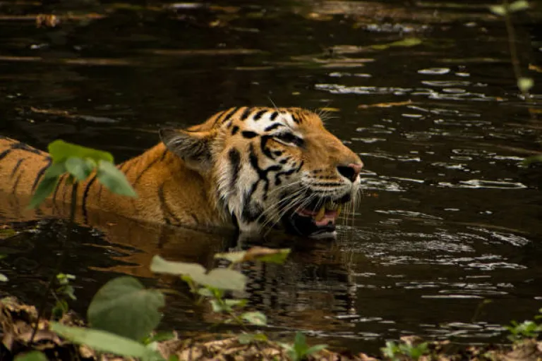 Bandipur National Park