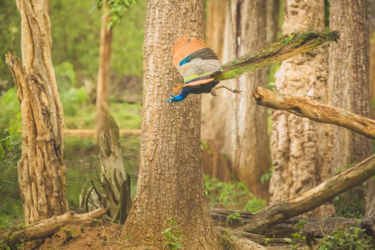 Nagarhole National Park