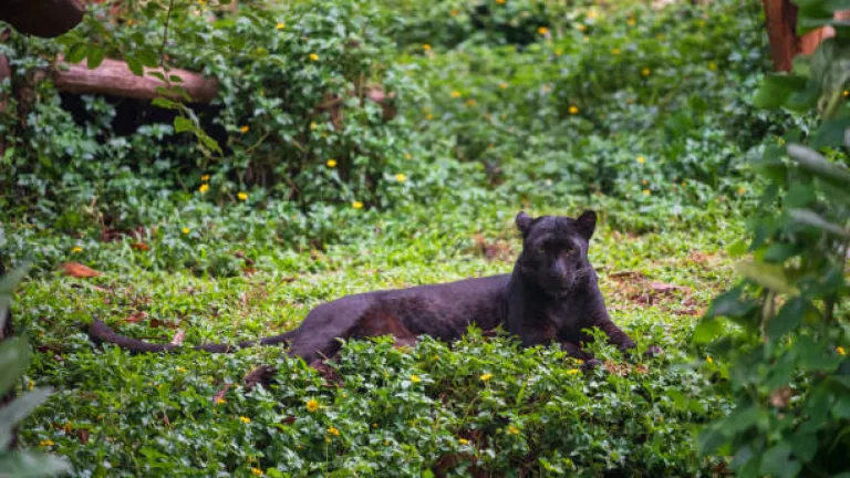 Kabini Wildlife Sanctuary