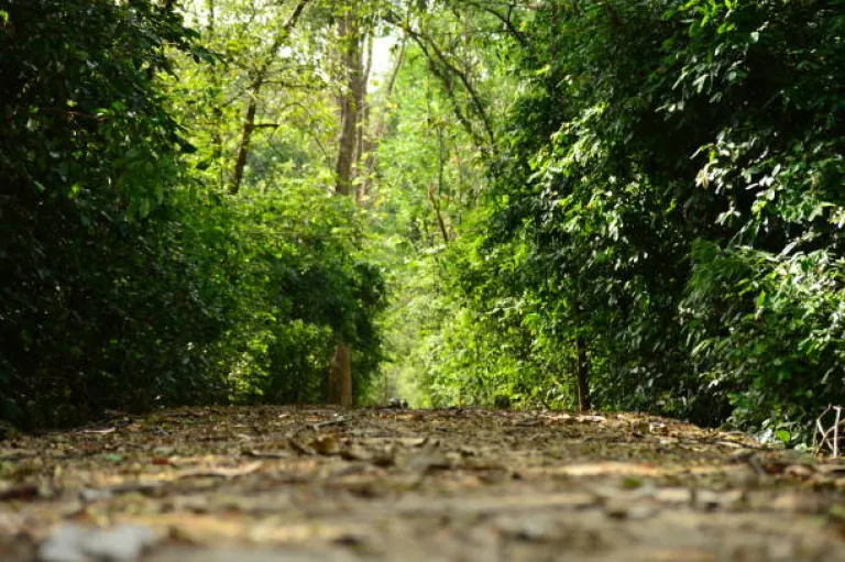Bhadra Wildlife Sanctuary