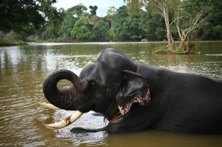 Dubare Elephant Camp