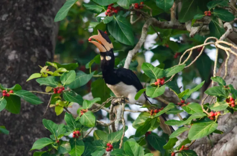 Dandeli Wildlife Sanctuary