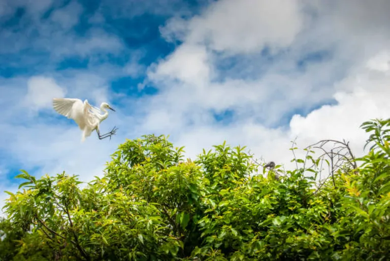 Ranganathittu Bird Sanctuary