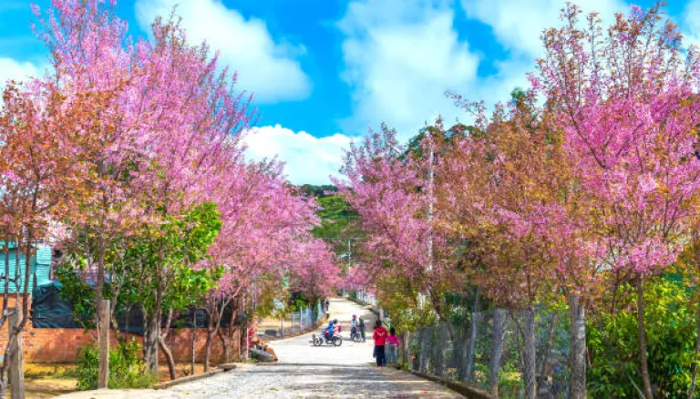 Shillong&#039;s Cherry blossoms 