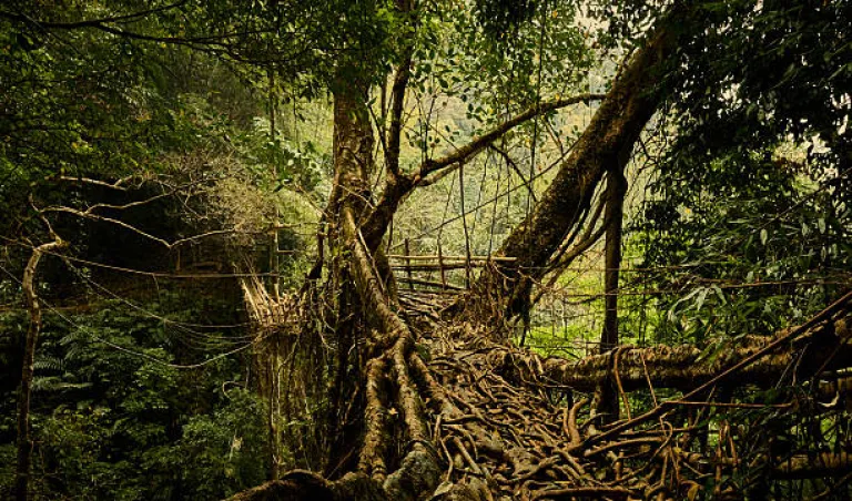 Living root bridge in Meghalaya