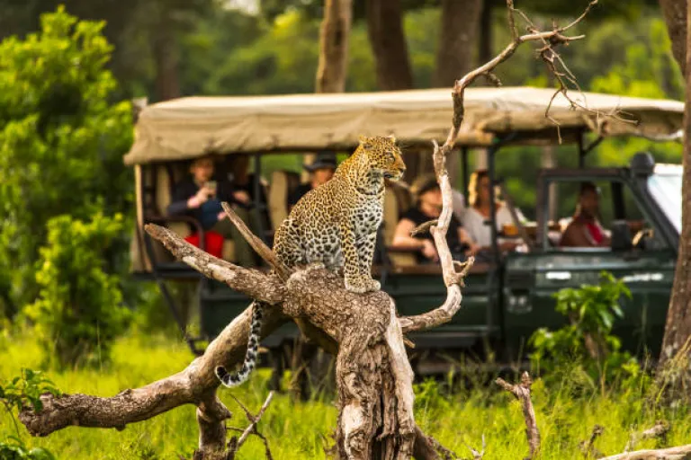 Masai Mara National Reserve, Kenya