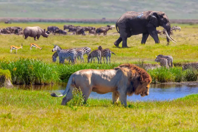 Serengeti National Park, Tanzania