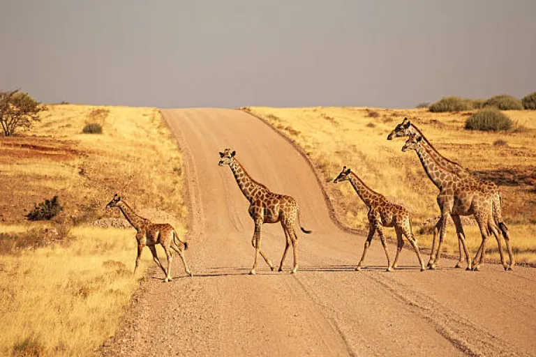 Etosha National Park, Namibia