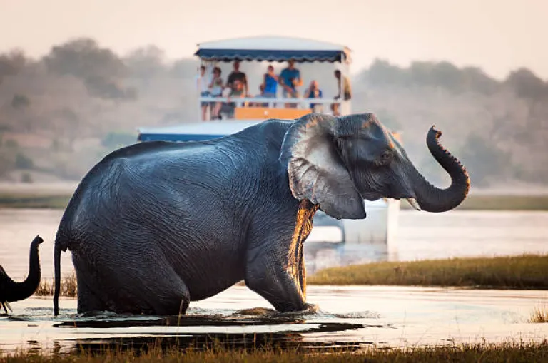 Chobe National Park, Botswana