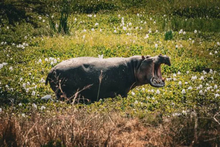 Akagera National Park, Rwanda
