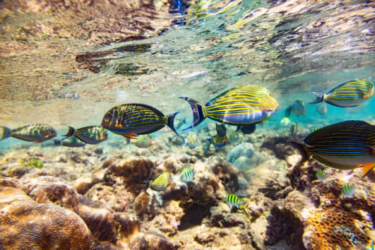 Snorkeling in Long Island