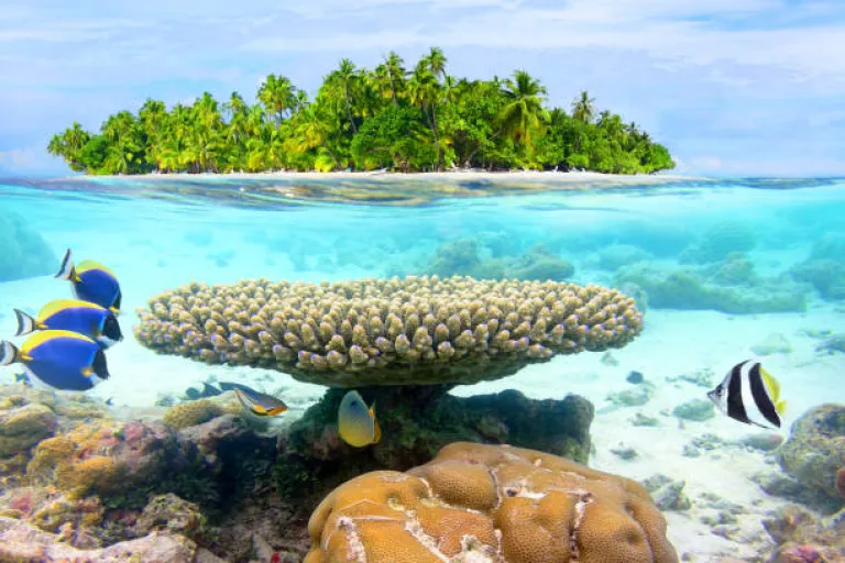 Snorkeling in North Sentinel Island