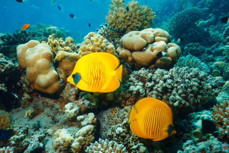 Snorkeling with butterflyfish