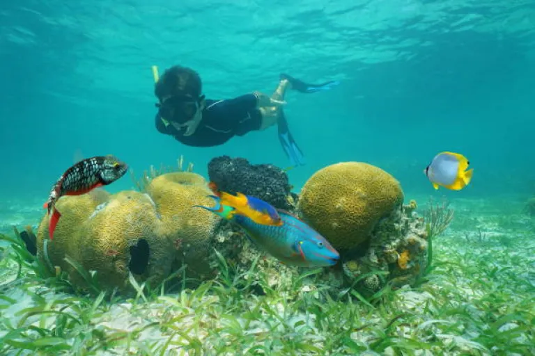 Snorkeling with parrotfish, clownfish, and corals