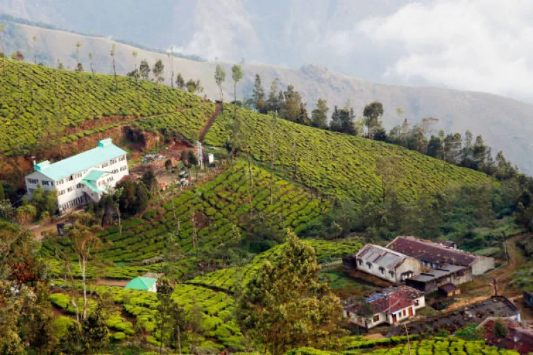 Tea estate