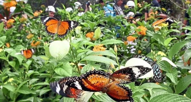 Butterfly Park, Bannerghatta Biological Park