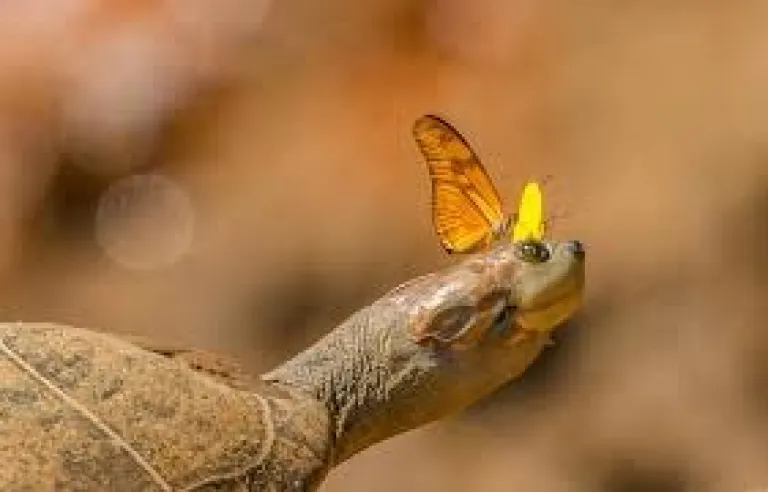 Agumbe Rainforest Research Station