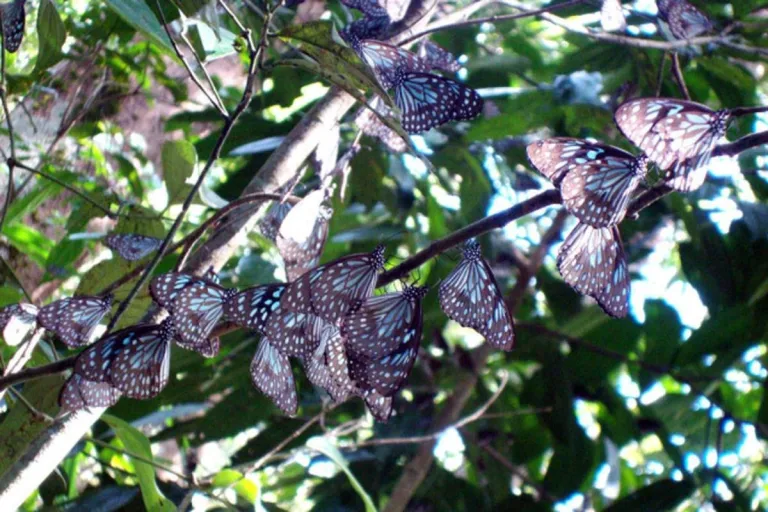 Nilgiri Biosphere Reserve