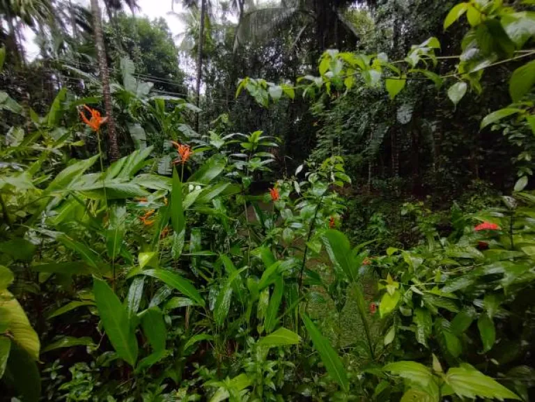 Spice Garden, Thekkady