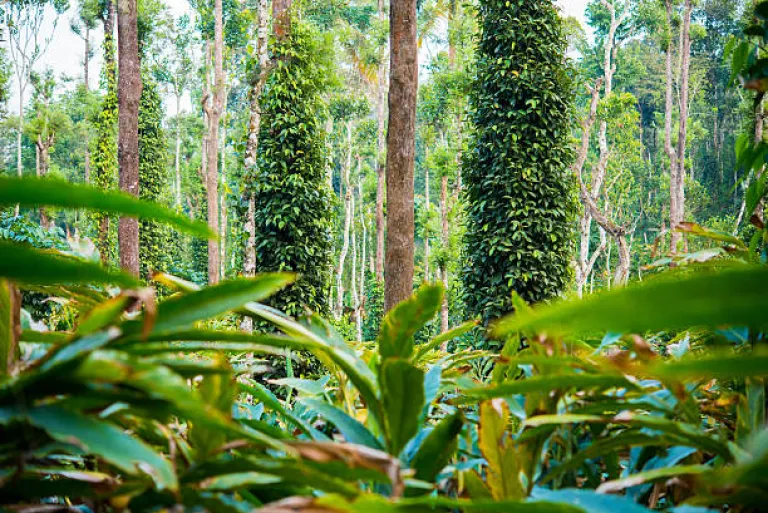 Pattumala Spice Garden, Idukki