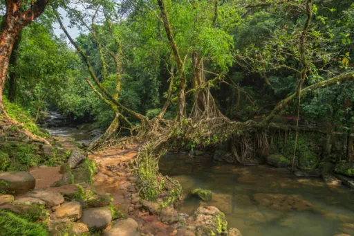 image for article 5 Living Root Bridge Villages in Meghalaya You Can Stay