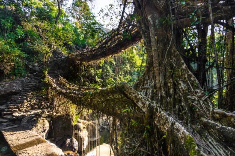 Double Decker Living Root Bridge