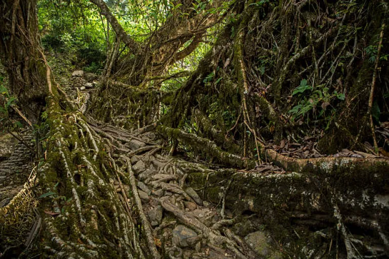 Living root bridge