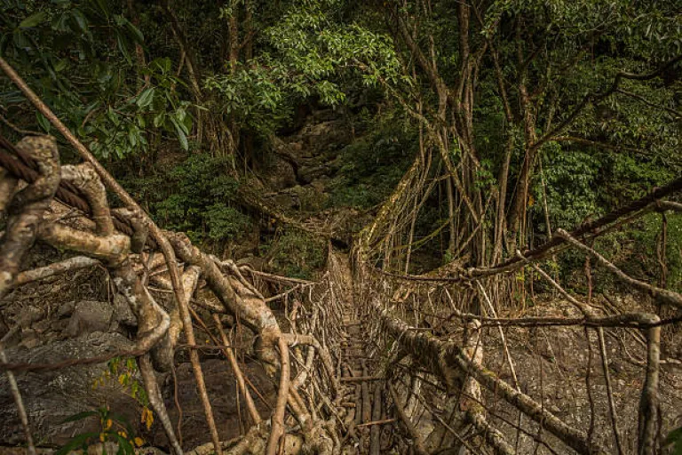 Living root bridge