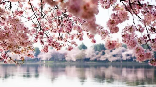 image for article 7 Cherry Blossom Spots in Shillong Blooming in November