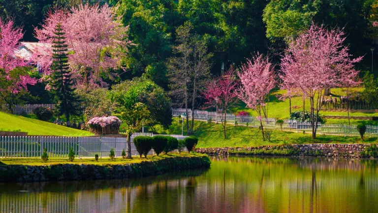 Wards lake