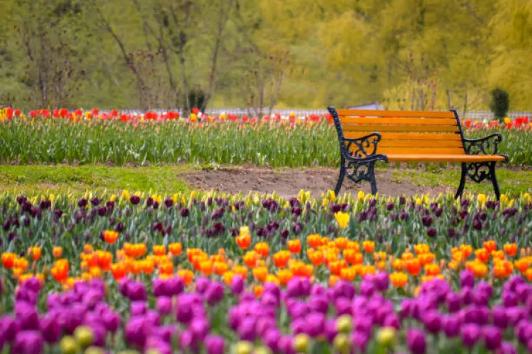 Tulip garden in Kashmir Valley Tulip garden in Kashmir Valley
