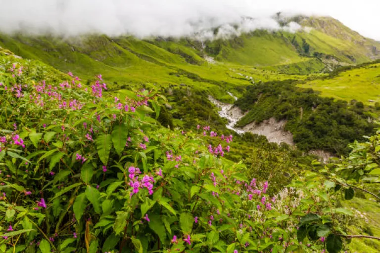 Valley of Flowers, Uttarakhand in Monsoon