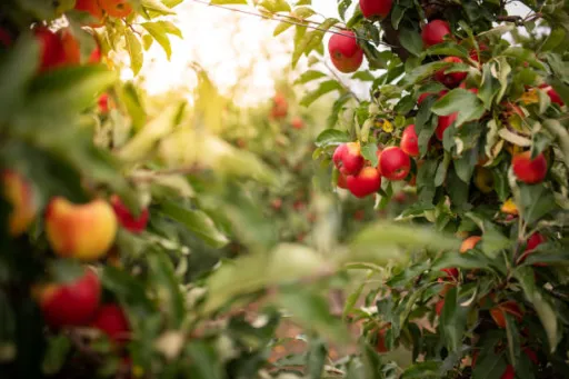 image for article 5 Best Apple Orchard Stays in Himachal Pradesh		