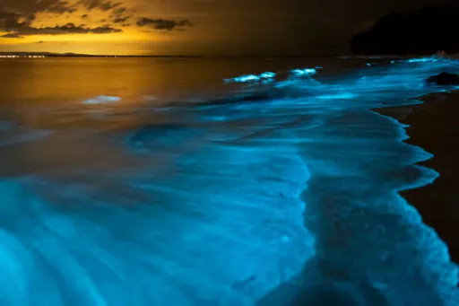 image for article 10 Top Places in India for Bioluminescent Beach Experiences