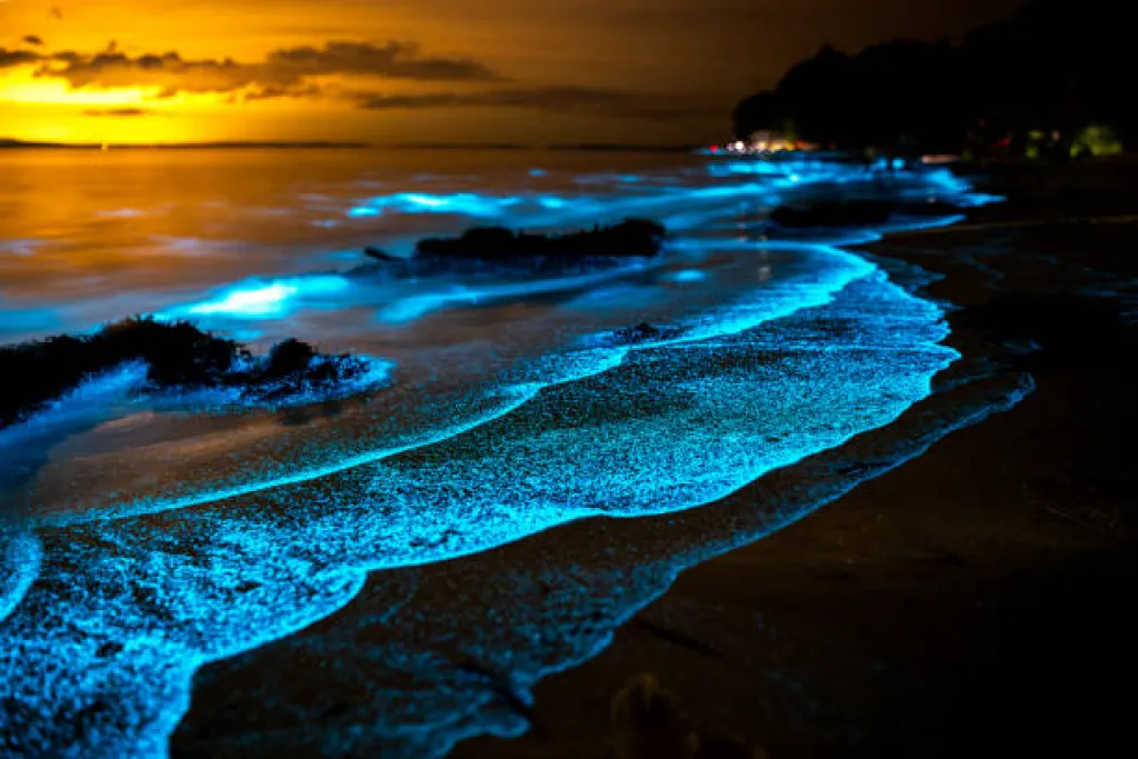 10 Top Places in India for Bioluminescent Beach Experiences